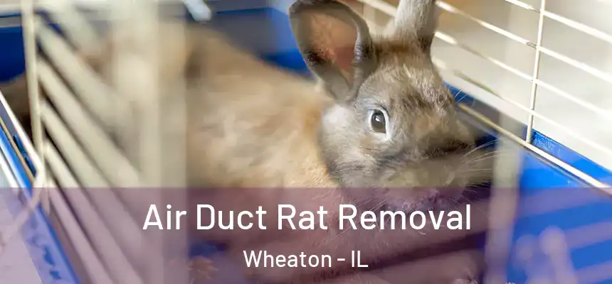  Air Duct Rat Removal Wheaton - IL