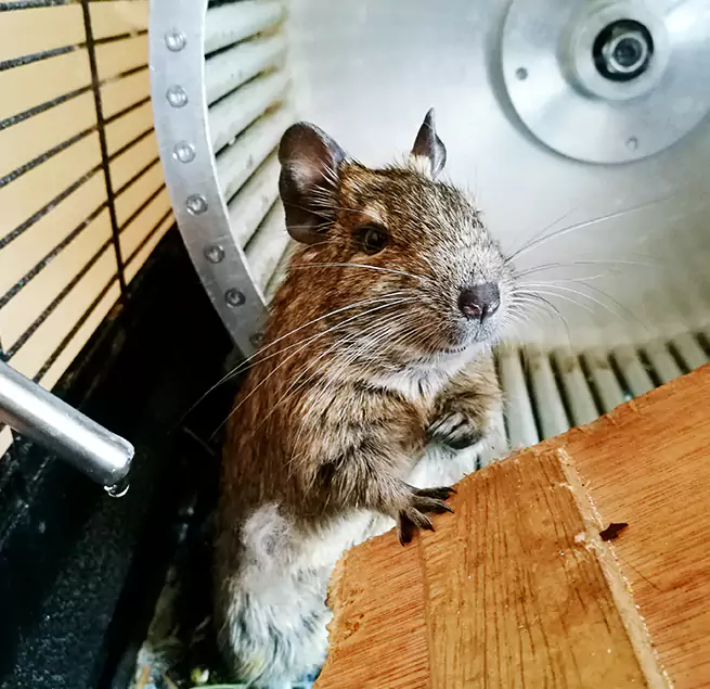 Why Homeowners & Businesses Trust Us Wheaton, IL